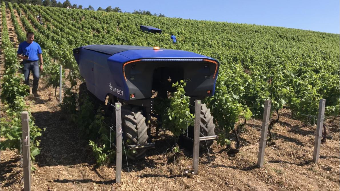 Le robot Bakus au travail dans les vignes